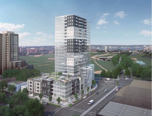 willow-tree-e1521635410860